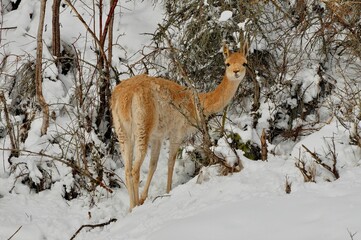 Animals are a traditionally (since the time of Aristotle) distinguished category of organisms, currently considered as a biological kingdom. Animals are the main object of zoology study.