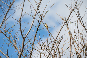 Fototapeta premium a wild yellow-vented bulbul on a tree branch calling for a mate