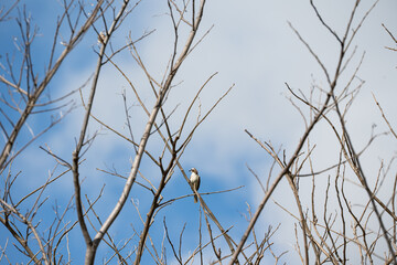 Fototapeta premium a wild yellow-vented bulbul on a tree branch calling for a mate