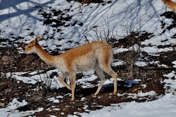 Animals are a traditionally (since the time of Aristotle) distinguished category of organisms, currently considered as a biological kingdom. Animals are the main object of zoology study.
