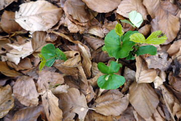 Rotbuchen-Sämlinge  (Fagus sylvatica)