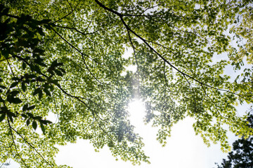 green leaves background