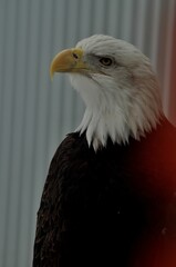 Animals are a traditionally (since the time of Aristotle) distinguished category of organisms, currently considered as a biological kingdom. Animals are the main object of zoology study.