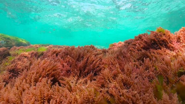 Red algae underwater below water surface in the ocean (harpoon weed seaweed Asparagopsis armata), natural scene, eastern Atlantic, Spain