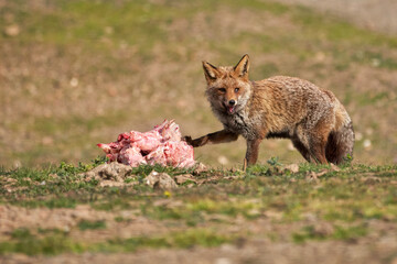 Beautiful portrait of a common fox with a happy face and one damaged eye rests its paw on the piece of meat it has found in the forest in the Sierra de Andujar natural park, in Andalusia, Spain