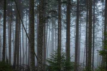 Obraz premium spruce forest in the fog