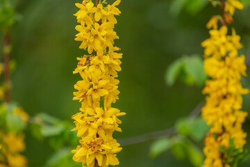 Selective focus of yellow flower Ligularia przewalskii in the garden, Przewalski's leopardplant or golden ray is species of perennial herbaceous plant in the genus Ligularia and the family Asteraceae.