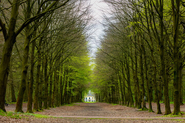 Beautiful spring background with pathway through the wood, Young greenery leaves on the the trees with the rows of big tree trunks along the walkways, Heilooerbos (Forest) Noord Holland, Netherlands.