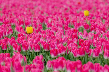 Selective focus of outstanding yellow tulip between purple pink flowers in countryside field, Tulips are a genus of perennial herbaceous bulbiferous geophytes, Nature floral background, Netherlands.