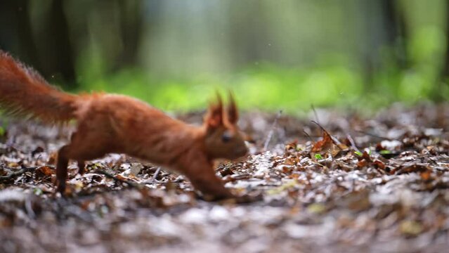 Squirell jumping in magical forest. 4k Footage