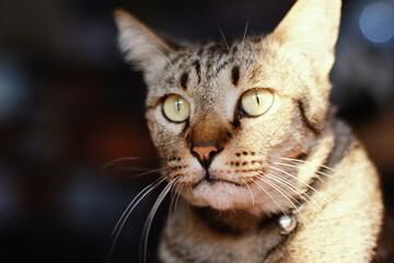 Portrait of a tabby cat with green eyes on a blurred background.