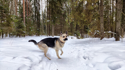 Dog German Shepherd in a winter day and white snow arround. Waiting eastern European dog veo in cold weather