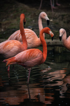 pinker Flamingo 