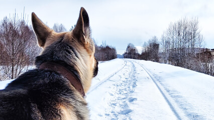 Dog German Shepherd in a winter day on railway road and white snow arround. Big waiting eastern European dog veo and white snow