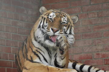 Animals are a traditionally (since the time of Aristotle) distinguished category of organisms, currently considered as a biological kingdom. Animals are the main object of zoology study.