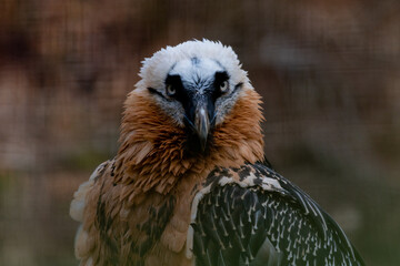 Bartgeier Portrait