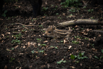 Wildschweinnachwuchs