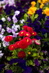 Blumenbeet im Detail