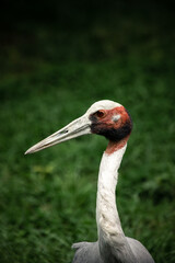 Kopf eines Saruskraniches