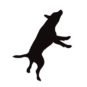 recommend clip art: Vector silhouette of jack russell terrier on white background.