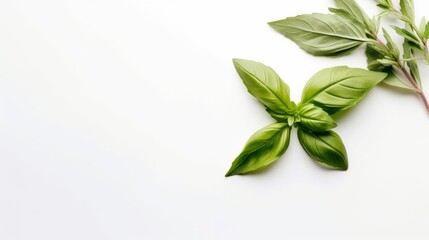Fototapeta premium Fresh green organic leave. AI generated.