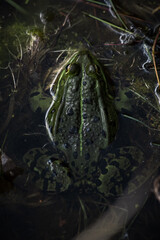 Draufsicht auf einen Frosch im Teich
