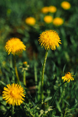 Mother-and-stepmother flowers among the grass. Sunny, spring day. Yellow flower, green grass.