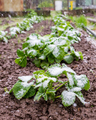 Snow on strawberry plants in May. Natural cataclysm
