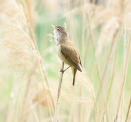 Acrocephalus arundinaceus standing on the cane.