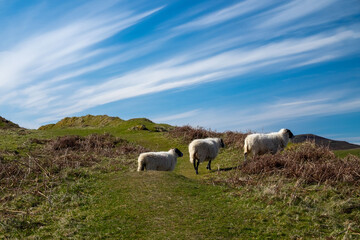 Fototapeta premium Three sheep on a hillside in the fairy glen on the isle of Skye