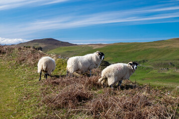 Three sheep on a hill in the fairy glen on the isle of Skye in Scotland