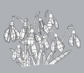 Spring snowdrop flowers sketch with sections, illustration