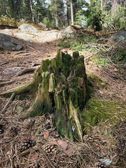 Stump of an old tree in a spring forest on a sunny day