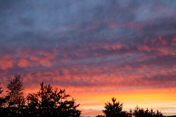 Yellow gold sky evening. Dramatic colourful sky at sunset with silhouette of evergreen trees in the foreground