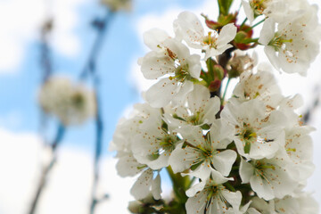 Closeup of spring seasonal cherry blossom white flower on bokeh background.