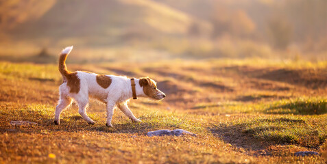 Banner of a smelling pet dog puppy as walking in the morning grass in the sunrise