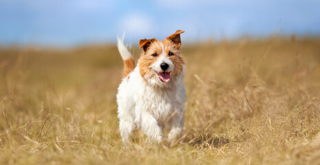 Banner of a playful happy jack russell terrier dog as running in the grass and listening with funny ears