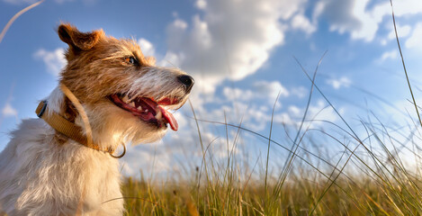 Happy panting dog in summer in the nature grass with blue sky. Pet hiking, walking banner. - 599594224