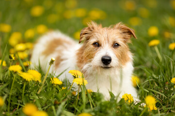 Cute dog with flowers in the grass. Summer nature walking, pet love background.