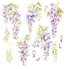 Fototapeta na wymiar Watercolor hand drawn wisteria illustration set. Wisteria flowers and leaves