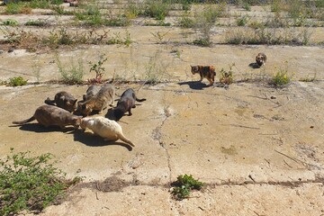 Stray cats on the streets are looking for food