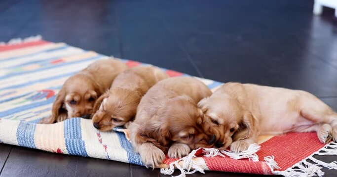 Cute spaniel puppies play and relax on the carpet. Beloved pet in the natural atmosphere of a beautiful home.