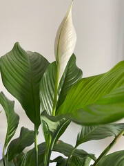 Spathiphyllum plant with white flower, Sweet Chico close up. Houseplant, green background, biophilia concept