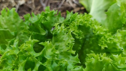 Fluffy, fresh and green lettuce in spring