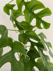 Rhaphidophora tetrasperma , Monstera Minima, Philodendron Minima on white background. Trending tropical houseplant. Houseplant, biophilia concept, growing plants at home © ArchiVIZ