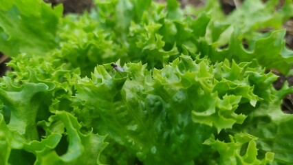 Fluffy, fresh and green lettuce in spring