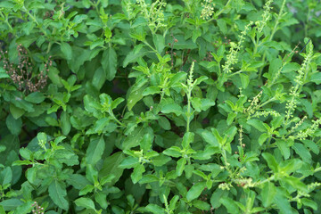 basil vegetable background in the garden