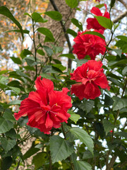 red flowers in the garden