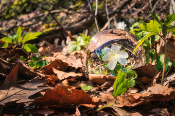 Lensball - Blume