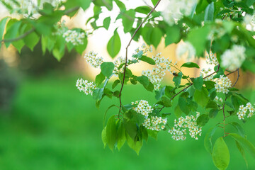 Background of bird cherry branches of blooming flowers - 599597641